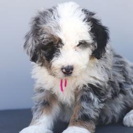 Aussiedoodle, Cavapoo, Goldendoodle, and Newfypoo Puppies from Haaspawz