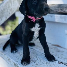 Pink Dalmador Female - White and black female Dalmatian puppy in Westhoff, Texas from Smart Dalmatians