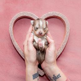 Golden - Merle female Pomsky puppy in Sumter, South Carolina from Emerald Skies Pomskies