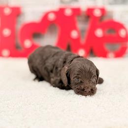 Bluey - Chocolate female Australian Labradoodle puppy in Taylor, Michigan from Mi Best Doodle Ever, LLC