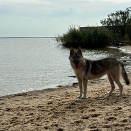 Whisper - Agouti and white female Siberian Husky puppy in Mechanicsville, Virginia from Shinko Siberians