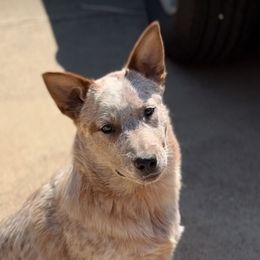 Bang - male - bigger bone structure - stout - suitable for all lifestyles - Red speckled male Australian Cattle Dog puppy in Scurry, Texas from RedHorizon AKC Australian Cattle Dogs (Heelers)