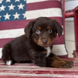 Girl 3 - Red tri Miniature Australian Shepherd puppy in Buchanan, Georgia from Stanleyville Farm Mini Aussies