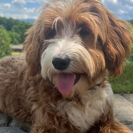 Peaches - Goldendoodle