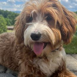 Peaches - Goldendoodle