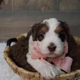 Holly - Merle female Bernedoodle puppy in Bowling Green, Ohio from Windy Creek Doodles