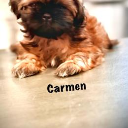 Carmen - Brindle female Shih Tzu puppy in Buena Park, California from LowCol Ranch