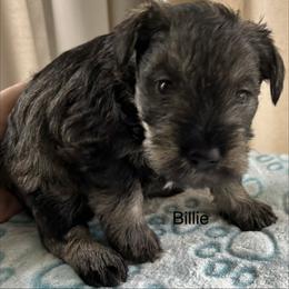Billie - Salt and pepper male Miniature Schnauzer puppy in Newburgh, Indiana from Lakehouse Miniature Schnauzers of Southern Indiana
