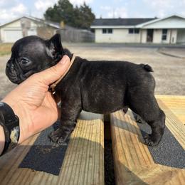 Tan Collar - Brindle male French Bulldog puppy in Eunice, Louisiana from 4J's Cajun Kennels