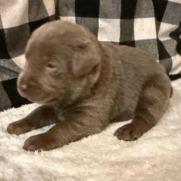 Pink- Silver - Silver female Dilute Retriever puppy in Marion, Illinois from Summer Lovin’ Labradors of Southern Illinois