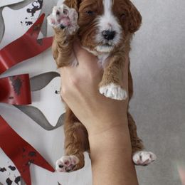 Whobris - Red  male Goldendoodle puppy in Warsaw, Ohio from Lovabledoodles