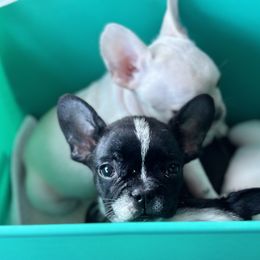 French Bulldog and Labrador Retriever Puppies from Desiree Ortiz's French Bull Dogs and Labrador Retrievers