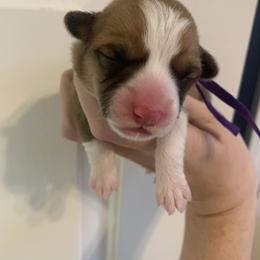 Earmuff - Red female Pembroke Welsh Corgi puppy in Cumming, Georgia from Carter’s Corgis LLC