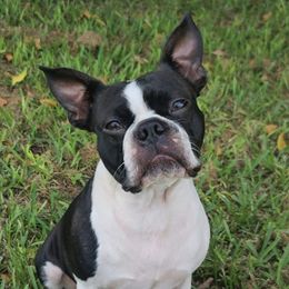 Boston Terriers from TC's Boston Terriers of SWFL