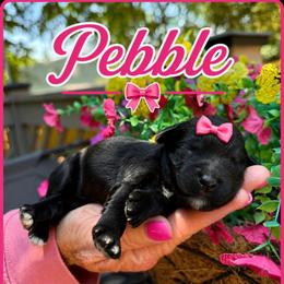 Pebble - Black female Goldendoodle puppy in Charlotte, North Carolina from Hopeful Heart Doodles