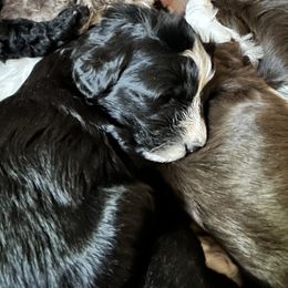 Labrador Retriever and Portuguese Water Dog Puppies from Hilltop Portuguese Water Dogs