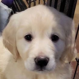 Pink Lady from the Apple of My Eye Litter, girl - Light golden female Golden Retriever puppy in Fithian, Illinois from LOMAH Retrievers