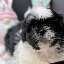 Sperry - Black and white male Shih Tzu puppy in Stafford, Virginia from Bayview Pups