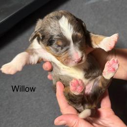 Willow - Blue merle female Bernedoodle puppy in Campbellsville, Kentucky from Blue Belle Hills Bernedoodles