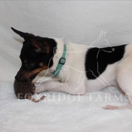 Toy Fox Terrier All Grown Up from Foxridge Farms