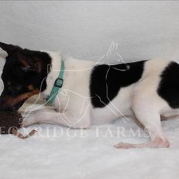 Toy Fox Terrier All Grown Up from Foxridge Farms