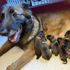 Belgian Tervuren puppies from Wildrose Working Belgians