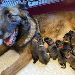 Belgian Tervuren puppies from Wildrose Working Belgians