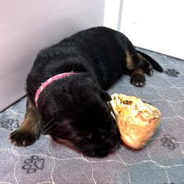 Girl 1 - Black and red female German Shepherd puppy in Puyallup, Washington from Majestic Royal German Shepherd’s