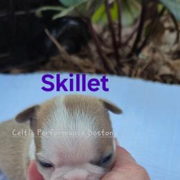 Boy 1 - Blue male Boston Terrier puppy in Griffin, Georgia from Celtic Kennel Bostons