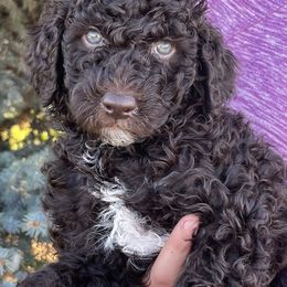 Johnny - Brown male Poodle puppy in Caldwell, Idaho from Treasure Valley Poodles