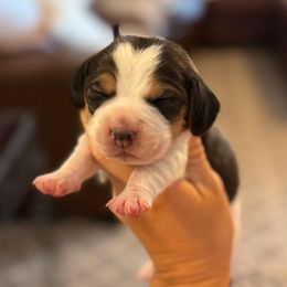 Maisie (purple) - Black tan and white female Beagle puppy in Norco, California from Prairie Tail Beagles