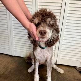 Luna - Poodle