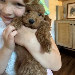 Georgia - Red  female Goldendoodle puppy in Alamance County, North Carolina from Doodle Squad Puppies