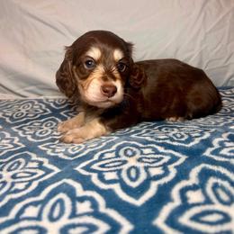 Saint Laurent - Chocolate and cream male Dachshund puppy in Hilliard, Florida from Divine Dachshunds of Duval