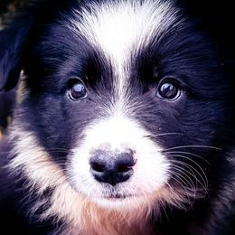 BK TRUTH OR DARE (Risk) - Black and white female Border Collie puppy in Brazil, Indiana from Brilliant Kennels