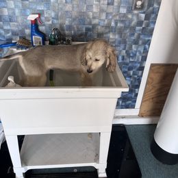 Afghan Hound Puppies from Gold Phoenix Afghans