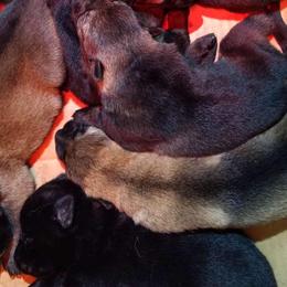 German Shepherds from Precision Kennels