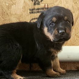 Rottweilers from Stella Rottweilers