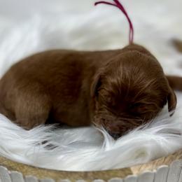 Aspen's Pink Female - Apricot female Goldendoodle puppy in Great Falls, Montana from Montana Goldendoodles