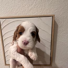 Hank - Blenheim male Cavapoo puppy in Sacramento County, California from Sac-Town Poodles and Doodles