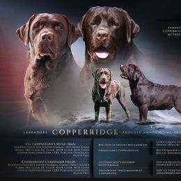 Labrador Retriever puppies from CopperRidge Labs