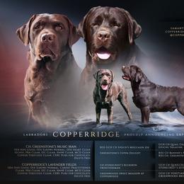 Labrador Retriever puppies from CopperRidge Labs