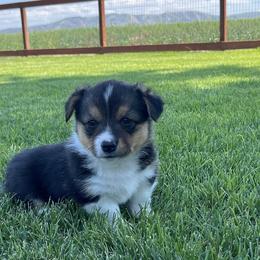 Pembroke Welsh Corgis from Fox Willow Corgis