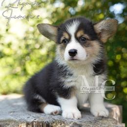 Rain 2 - Black and tan female Pembroke Welsh Corgi puppy in Straughn, Alabama from Magnolia Creek Corgis