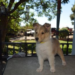 Collie Puppies from Manor House Collies