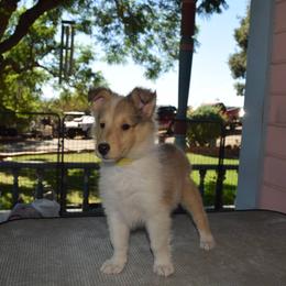 Collie Puppies from Manor House Collies