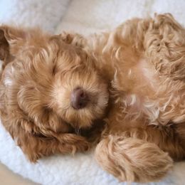 Australian Labradoodle Puppies from South Mitten Labradoodles