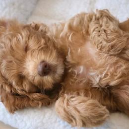 Australian Labradoodle Puppies from South Mitten Labradoodles