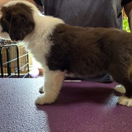 Bearded Collie Puppies from Aberlour Bearded Collies