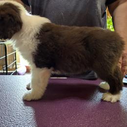 Bearded Collie Puppies from Aberlour Bearded Collies